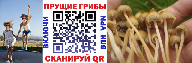 купить закладку  Волоколамск  Псилоцибиновые грибы Psilocybine cubensis 